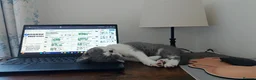 British Shorthair cats for sale: Adorably Sweet British Shorthair Kitten - Advert 5