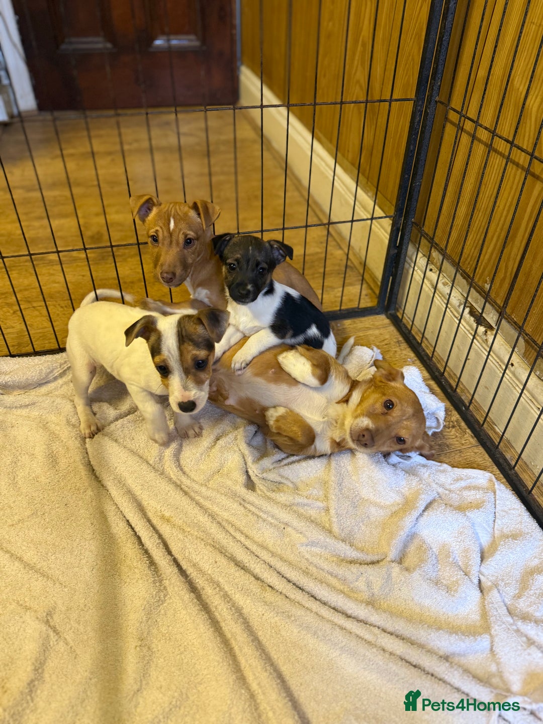 Jack Russell dogs for sale: 1 GIRL Jack Russell puppy left - Advert 2