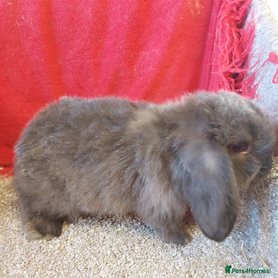 Mini Lop rabbits for sale: Minilop babys bucks & does  - Advert 3