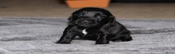 Cocker Spaniel dogs for sale: 🐾 Beautiful Cocker Spaniel Puppies 🐾 in Bradford - Advert 6