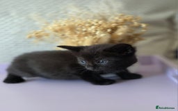 Mixed Breed cats for sale: Black kittens  - Image 3