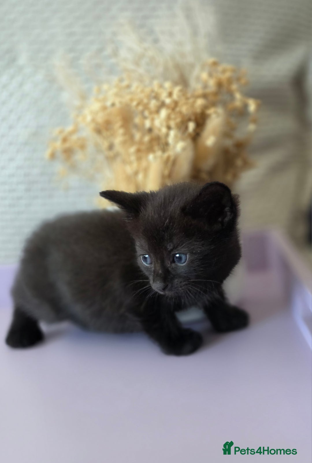 Mixed Breed cats for sale: Black kittens  - Image 3