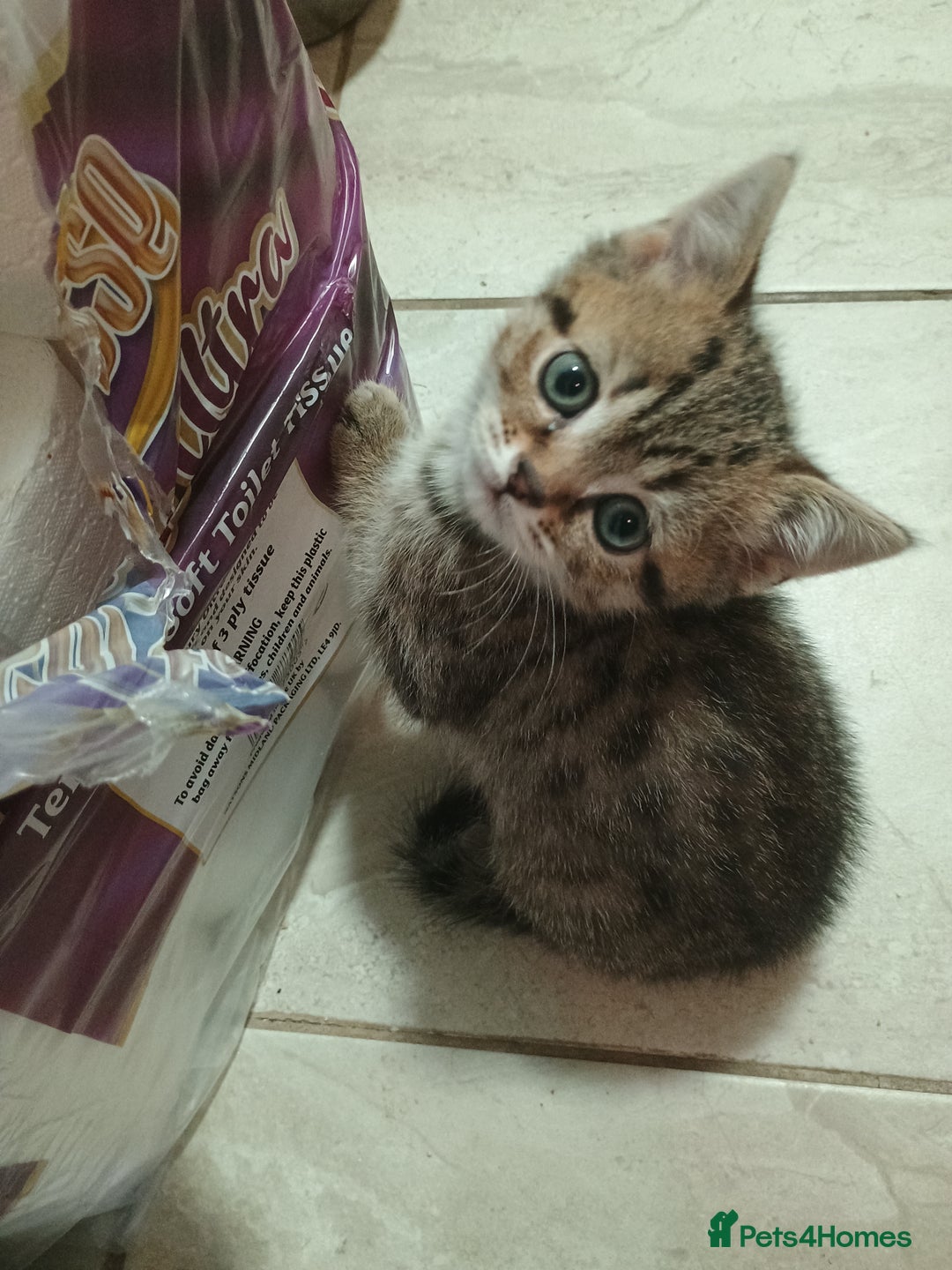 British Shorthair cats for sale: British shorthair kittens - Advert 13