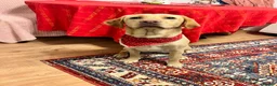 Labrador Retriever dogs for sale: Beautiful Labradors puppy’s looking for a new home in London - Advert 30