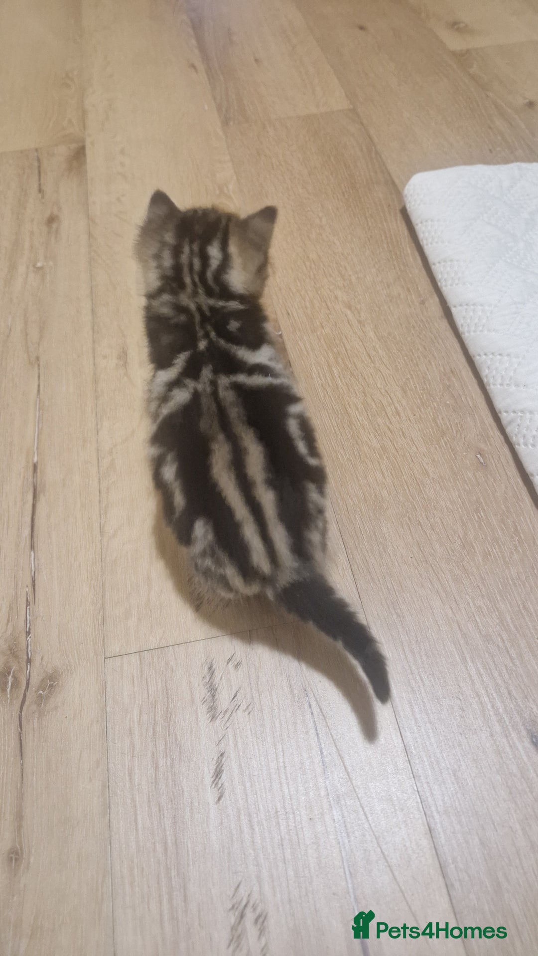 Siberian cats for sale: Siberian/bengal cross kitten  - Image 3