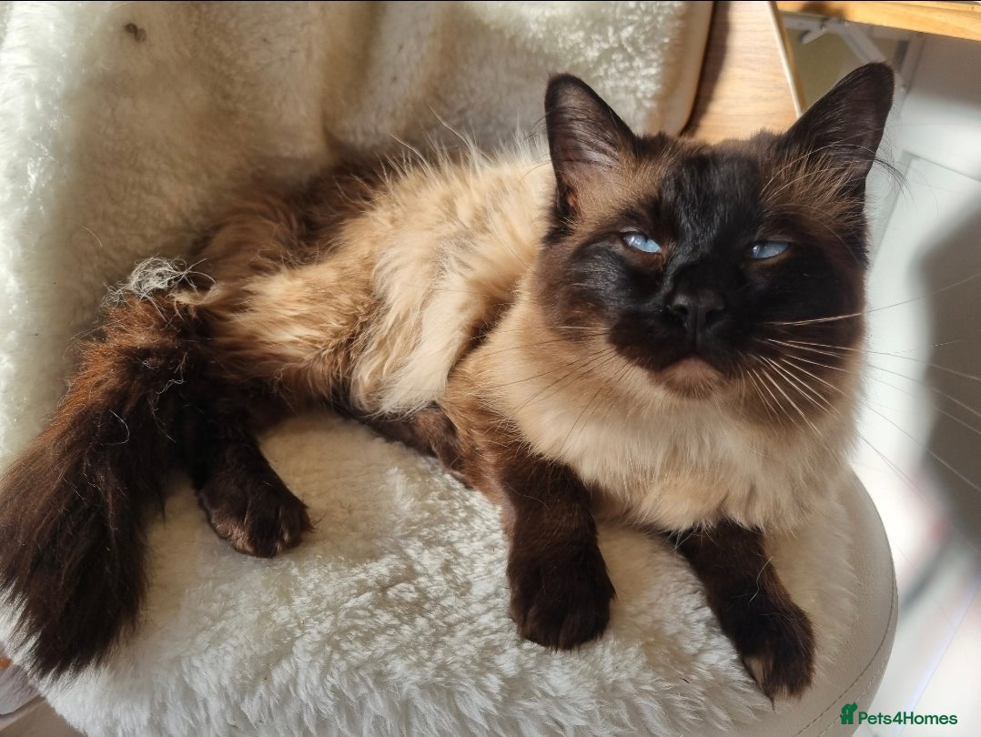 Ragdoll cats Chocolate Point Ragdoll male (Rehomed) - Advert 11