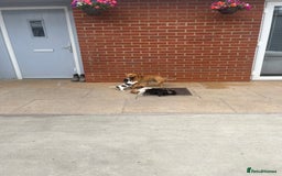 Jack Russell dogs for sale: Jack russsell puppy’s for sale small type - Image 7
