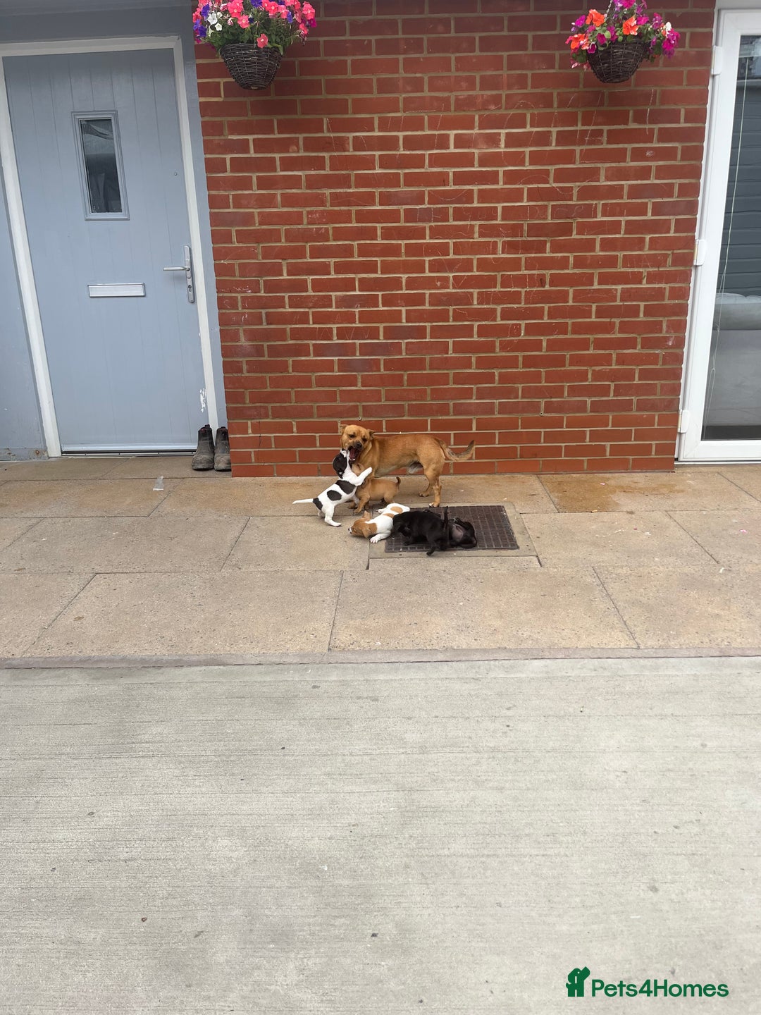 Jack Russell dogs for sale: Jack russsell puppy’s for sale small type - Image 7