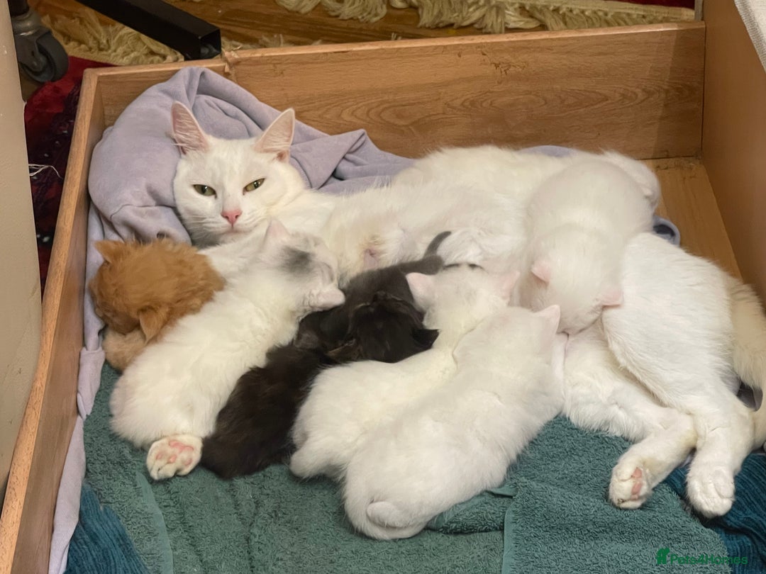 Ragdoll cats for sale: 8 Gorgeous kittens for sale (Reservation) - Image 2