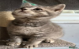 British Shorthair cats for sale: Stunning pure British shorthaired kittens - Image 9