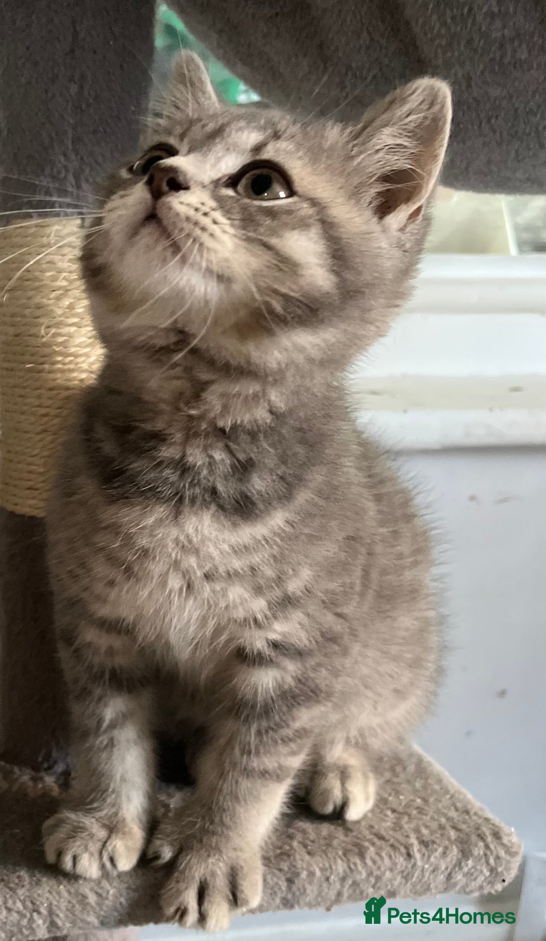 British Shorthair cats for sale: Stunning pure British shorthaired kittens - Image 9