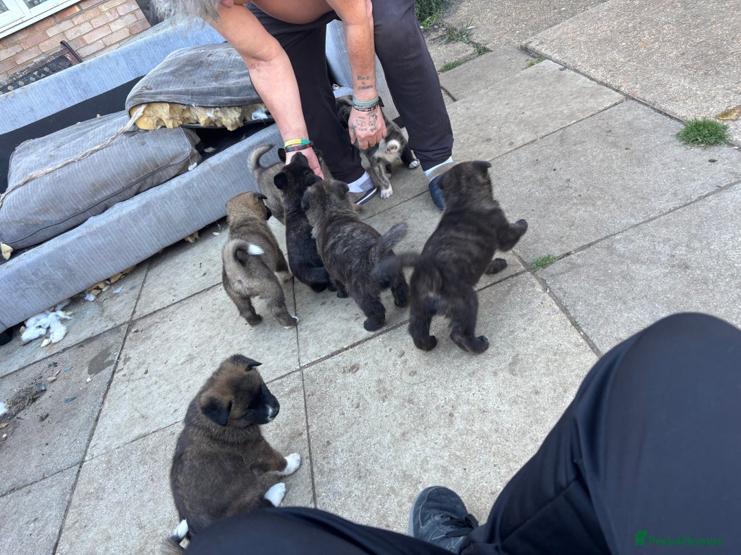 Mixed Breed dogs for sale: American Akita x German Sheperd Pups ready to go - Image 1