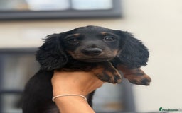 Miniature Dachshund dogs for sale: 1 last Black and Tan Male left!!!   in Watford - Image 2