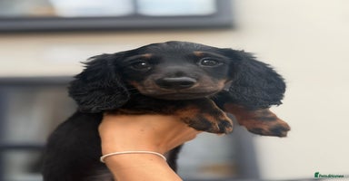 Miniature Dachshund dogs in Watford - Advert 16