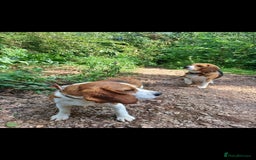Beagle dogs for sale: Really cute beagle puppies !🐶🐶❤️ - Image 3