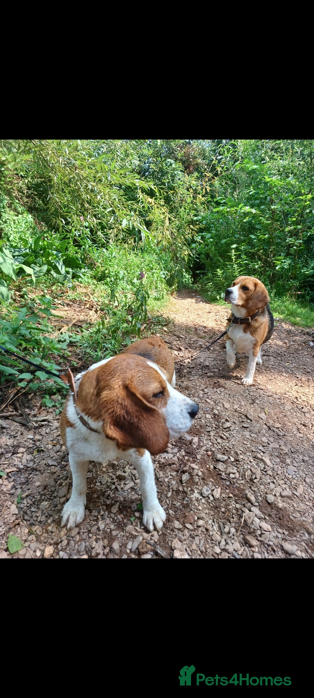 Beagle dogs for sale: Really cute beagle puppies !🐶🐶❤️ - Image 3
