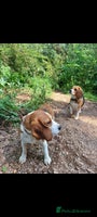 Beagle dogs - Advert 8