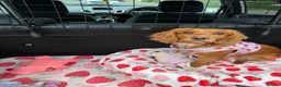 Cocker Spaniel dogs for sale: Red cocker spaniel - Advert 3