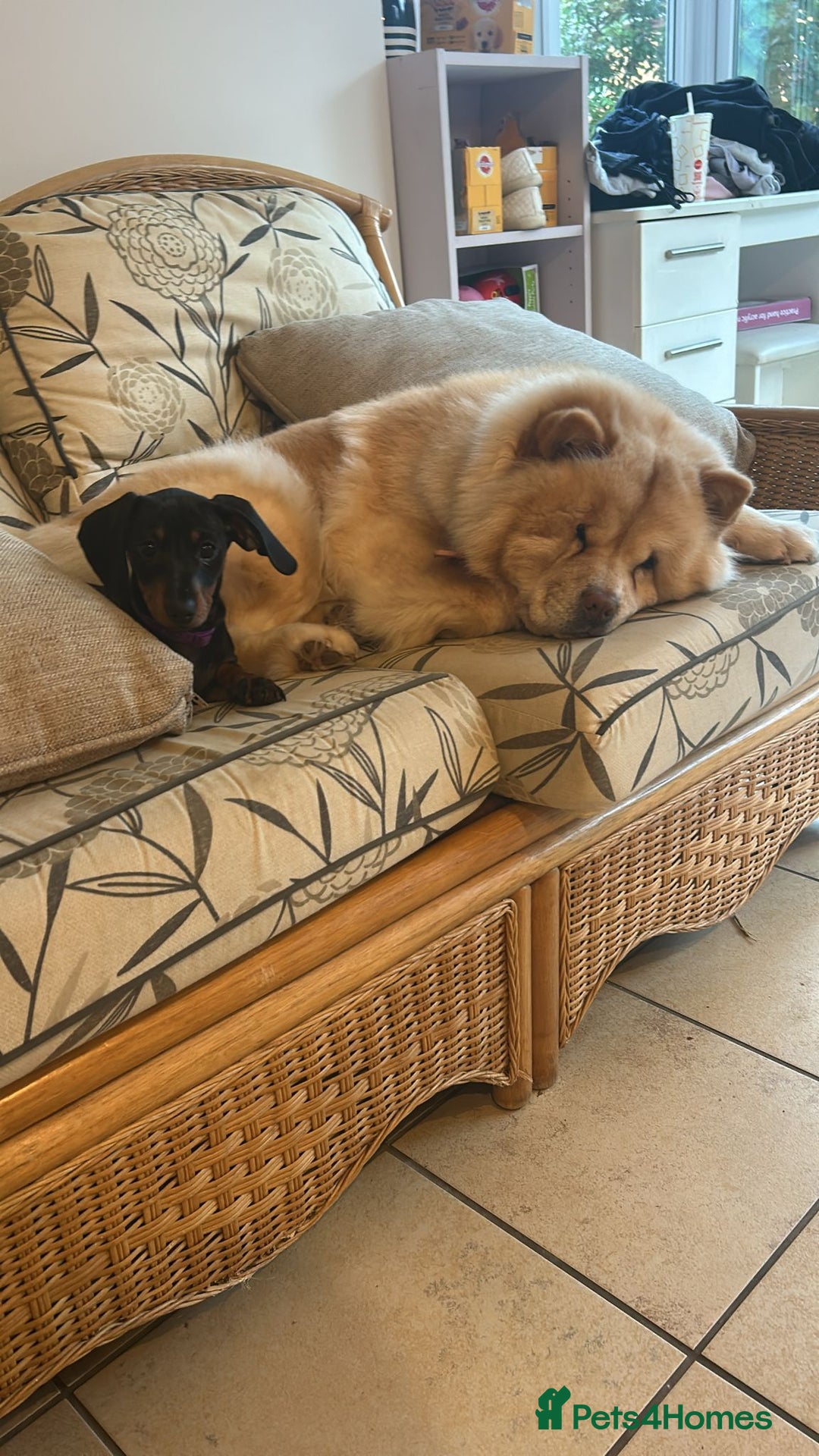 Mixed Breed dogs for sale: Darcy  - Advert 10