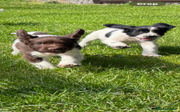 English Springer Spaniel dogs for sale: English Springer Spaniels  - Image 1