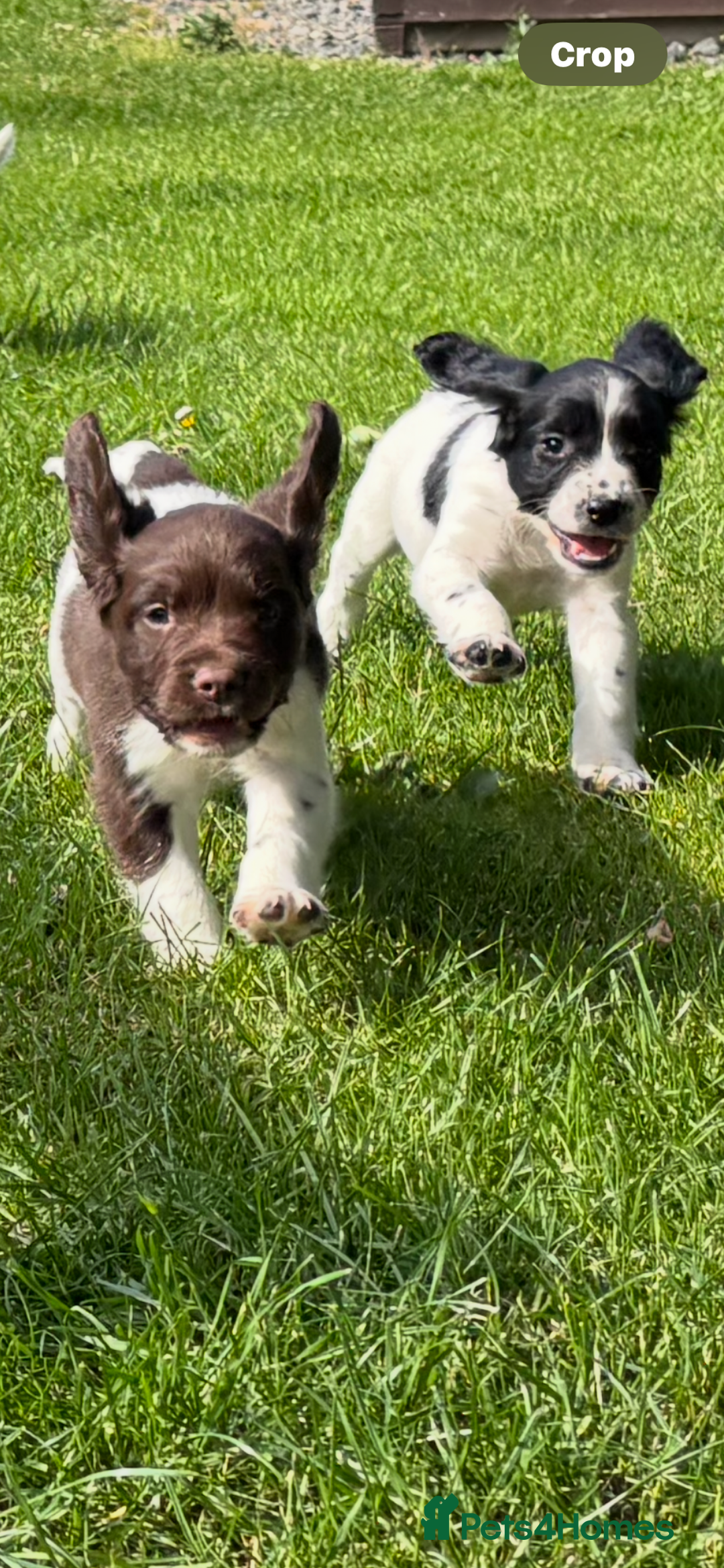 English Springer Spaniel dogs for sale: English Springer Spaniels  - Image 1