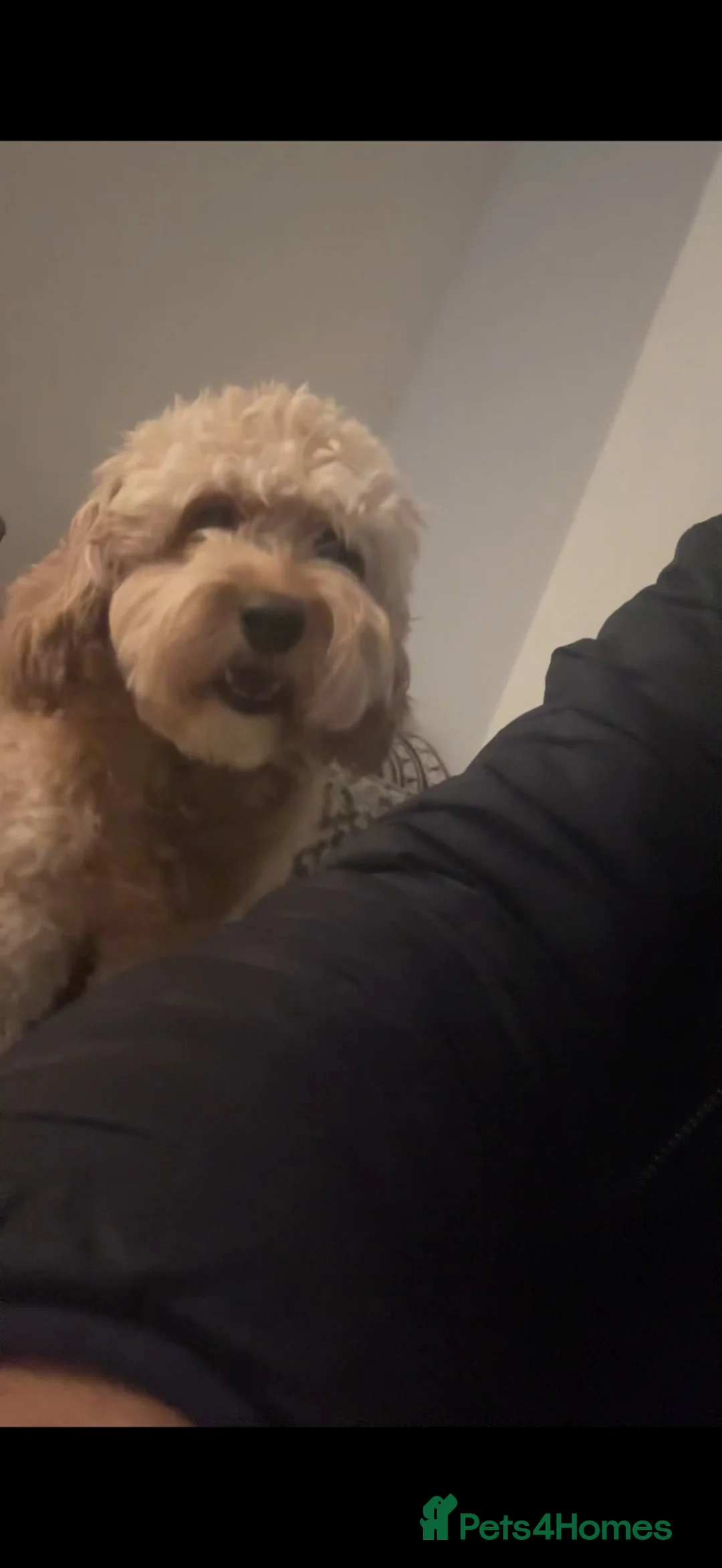 Cavapoo dogs for sale: Cavapoo puppies  - Advert 8