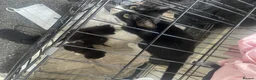 Mixed Breed cats for sale: 3 gorgeous kittens - Advert 20