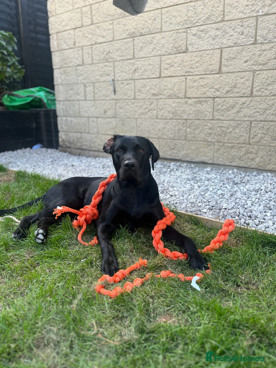 Labrador Retriever dogs for stud: Red, the black Labrador  - Advert 5