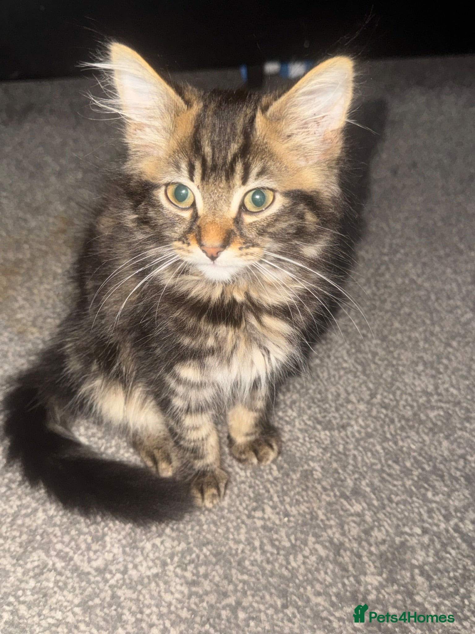 Maine Coon cats Main coon  - Advert 1