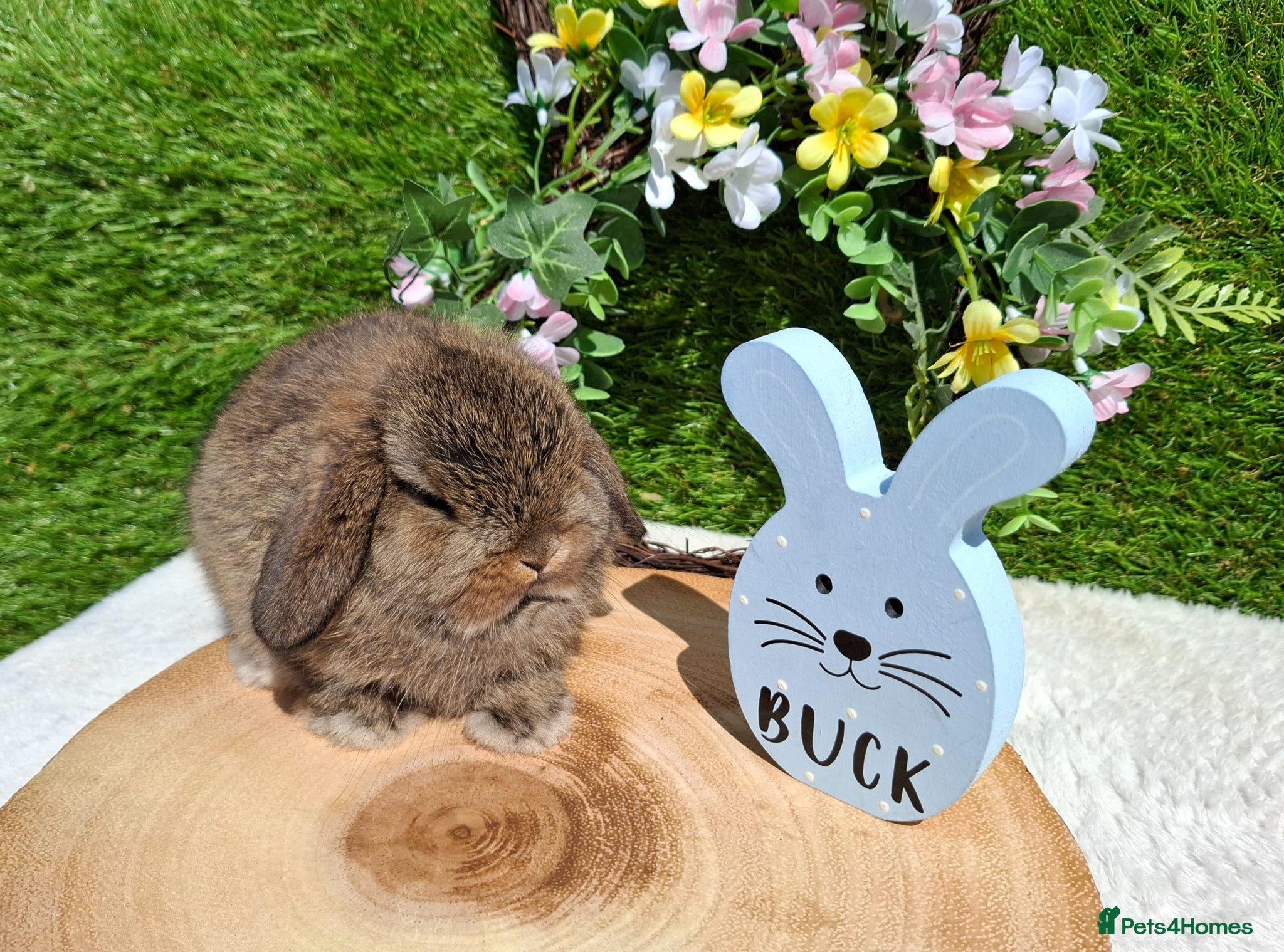 Mini Lop rabbits Gorgeous boy mini lop for sale - Advert 4