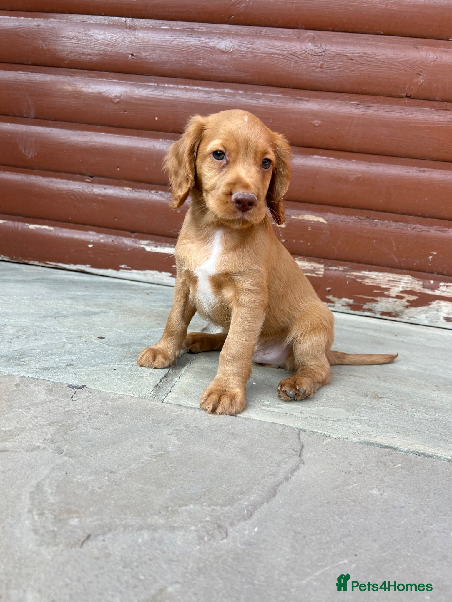 Cocker Spaniel dogs One Stunning cocker spaniel boy available  - Advert 1