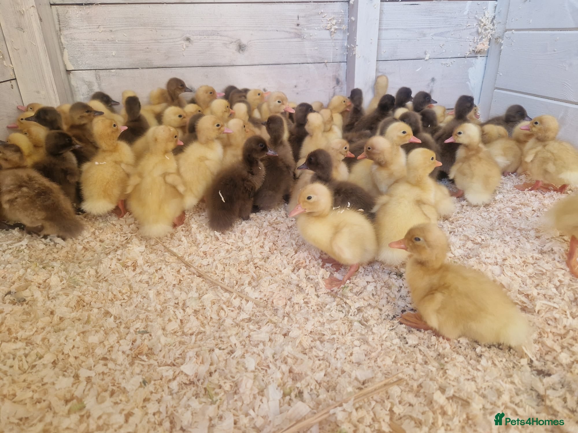 Ducks poultry Day old female ducklings  - Advert 2