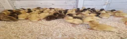 Ducks poultry for sale: Day old female ducklings  - Advert 2