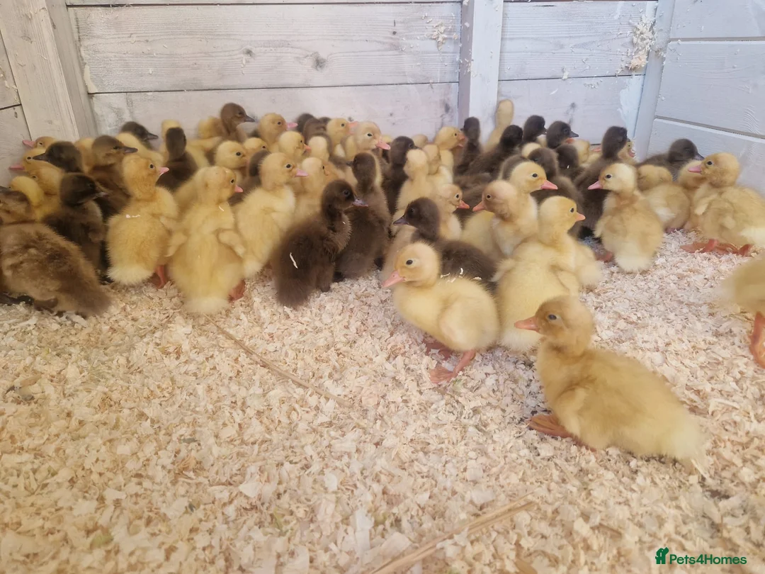 Ducks poultry for sale: Day old female ducklings  - Advert 2