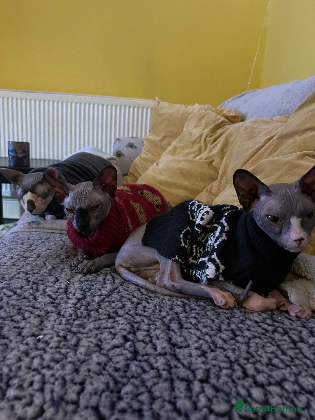 Sphynx cats for sale: Ripley & Nova sphynx sisters ready for a new home - Image 15