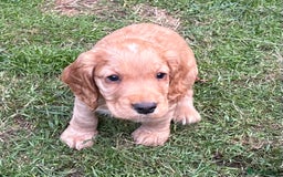 Cocker Spaniel dogs for sale: KC Reg Working Cocker Puppy – Ready 23rd Sept! - Image 3