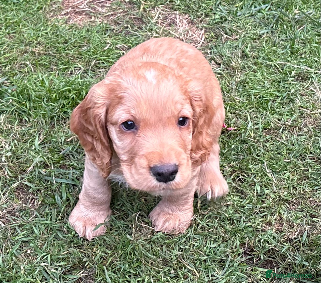 Cocker Spaniel dogs for sale: KC Reg Working Cocker Puppy – Ready 23rd Sept! - Image 3