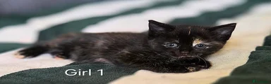 Mixed Breed Kitten 1