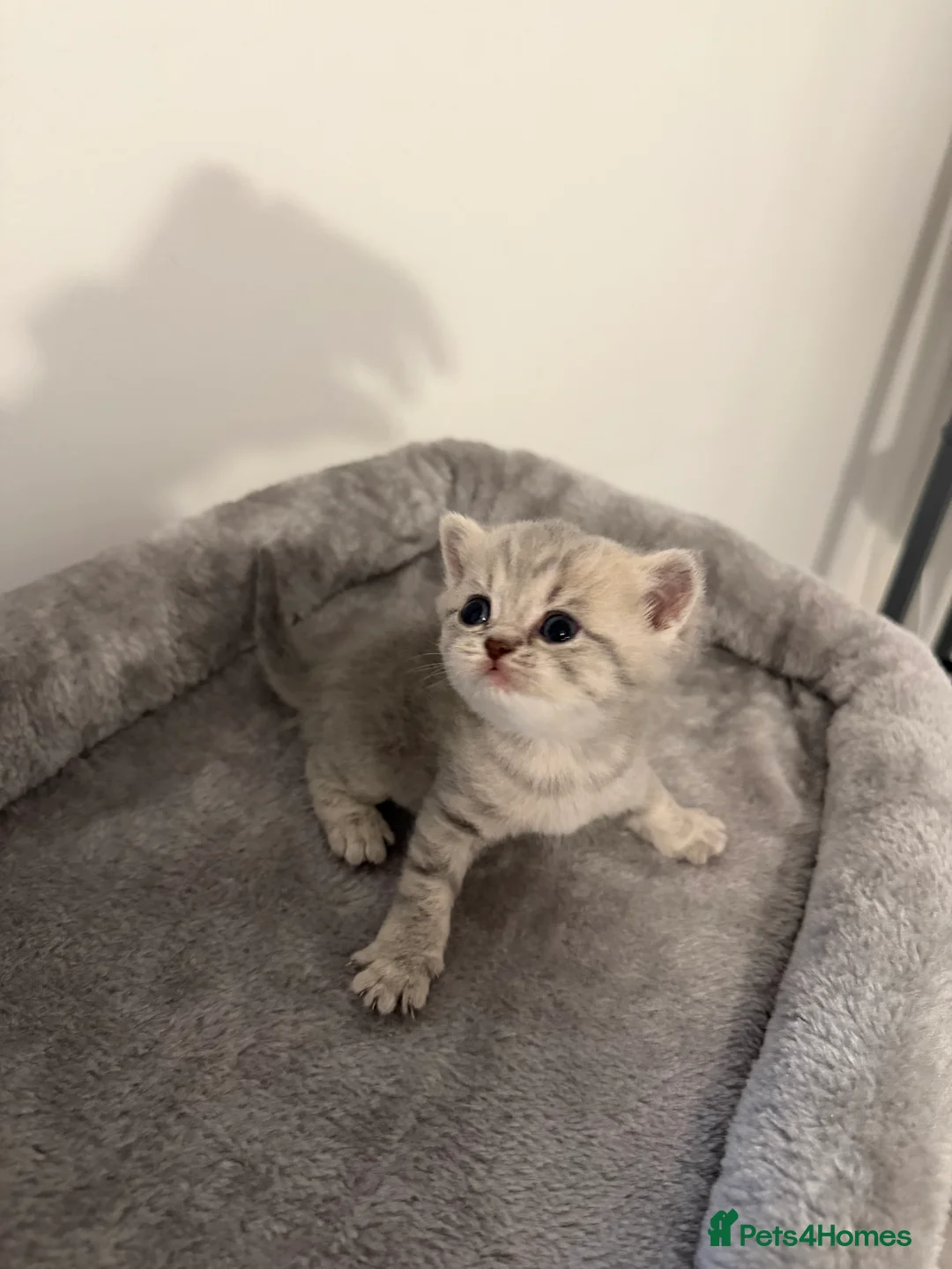 Scottish Fold cats for sale: Scottish fold female kitten pure breed in London - Advert 4