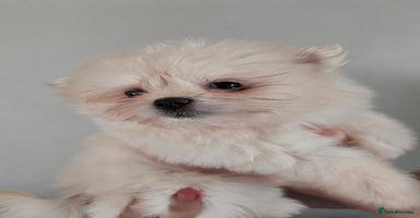 Mixed Breed dogs - Advert 10