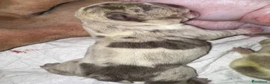 English Bulldog 4