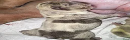 English Bulldog dogs for sale: English bulldog puppies  - Advert 6