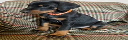 Dobermann dogs for sale: dobermann pinscher - Advert 16