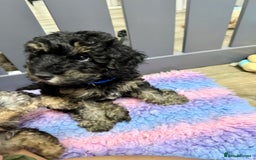 Cavapoo dogs for sale: READY NOW! Adorable Phantom F1b Cavapoo puppies  - Image 30