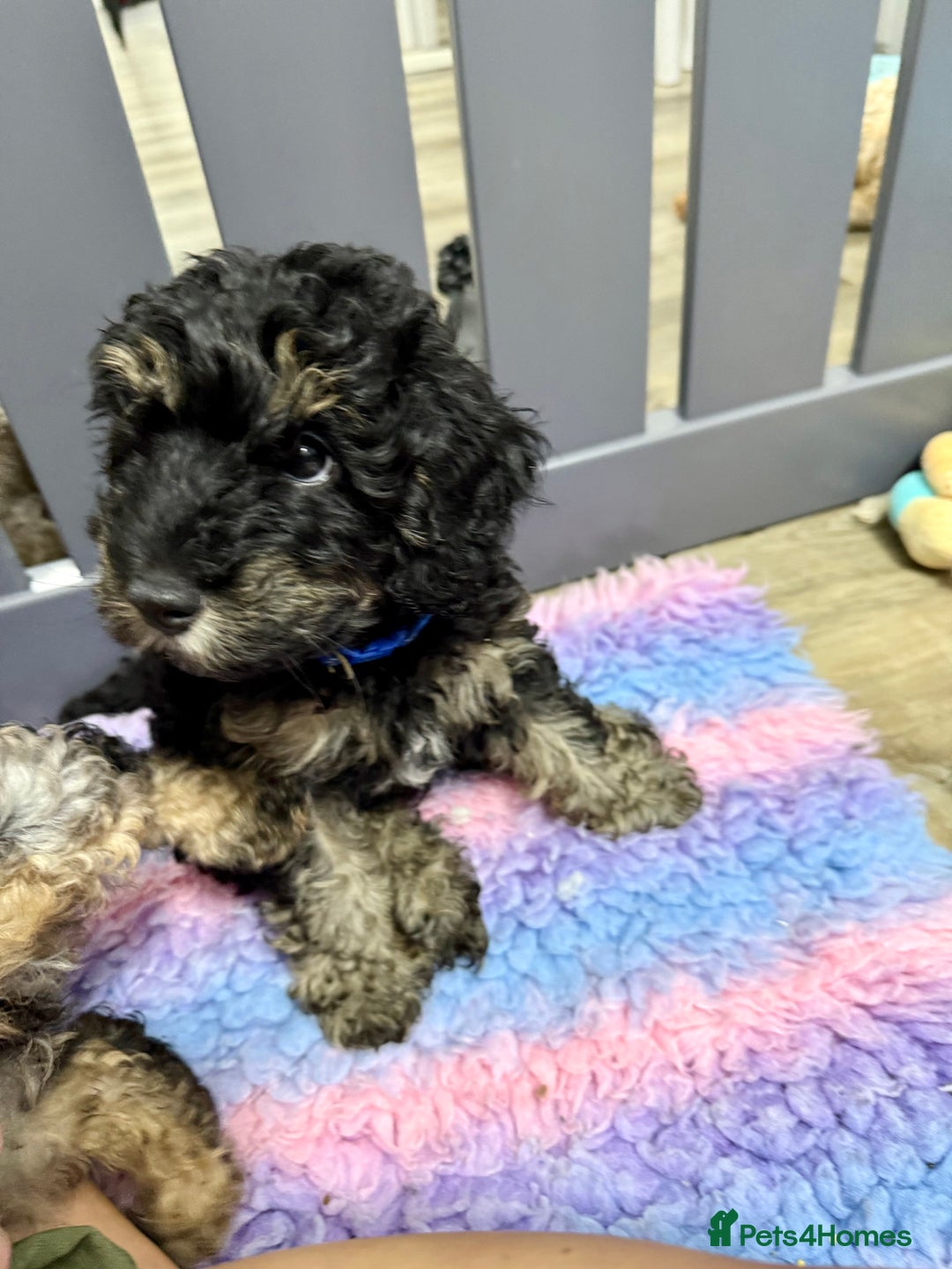 Cavapoo dogs for sale: READY NOW! Adorable Phantom F1b Cavapoo puppies  - Image 30
