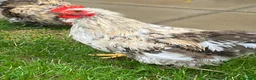 Chickens poultry for sale: Two Friendly Pekin Cockerels in Castle Cary - Advert 4