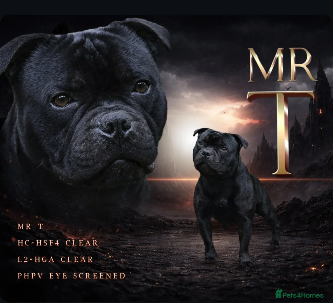 Staffordshire Bull Terrier dogs for stud: Mr 'T' *Champion Sired* (Blue🧬) - Advert 1