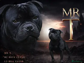 Staffordshire Bull Terrier dogs Mr 'T' *Champion Sired* (Blue🧬) - Advert 5