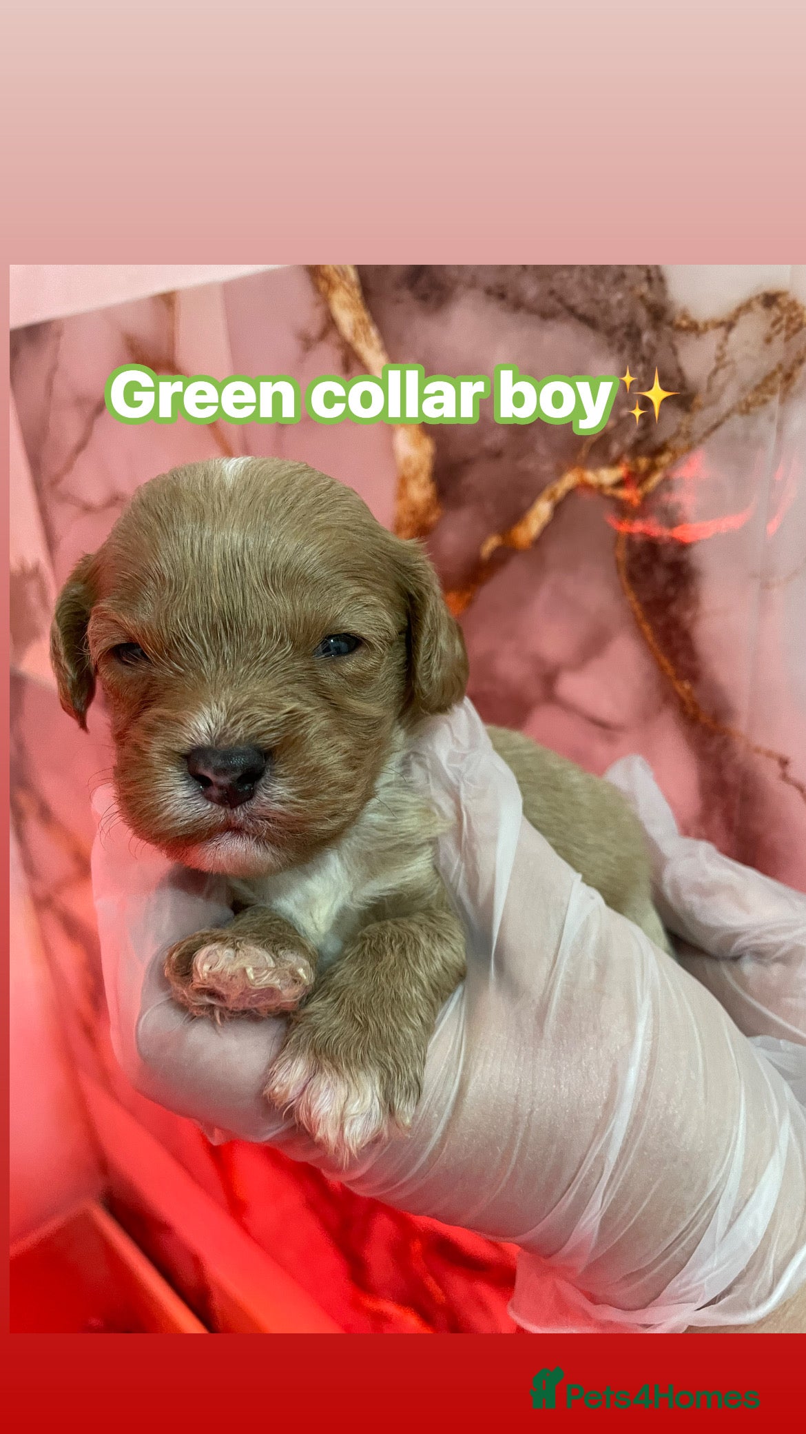 Cavapoo dogs ❤️🐶🌟Gorgeous F1 Cavapoo Puppies Available 🩷😍💙 - Advert 1