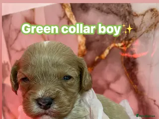 Cavapoo dogs ❤️🐶🌟Gorgeous F1 Cavapoo Puppies Available 🩷😍💙 - Advert 1